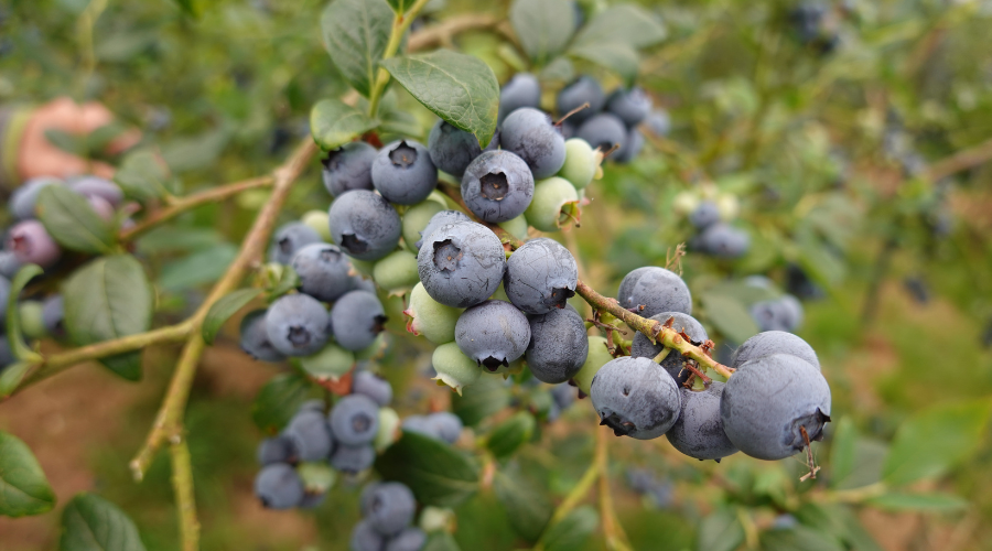 Blåbær elsker sur jord