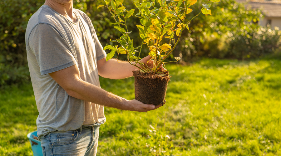 Blåbær trives i store potter på altanen