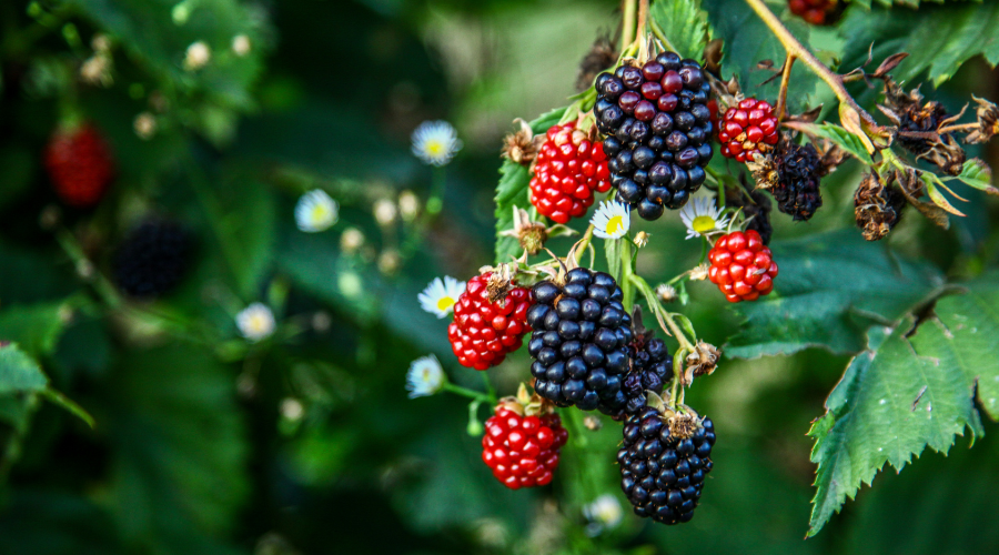 Brombær vokser vildt og kraftigt