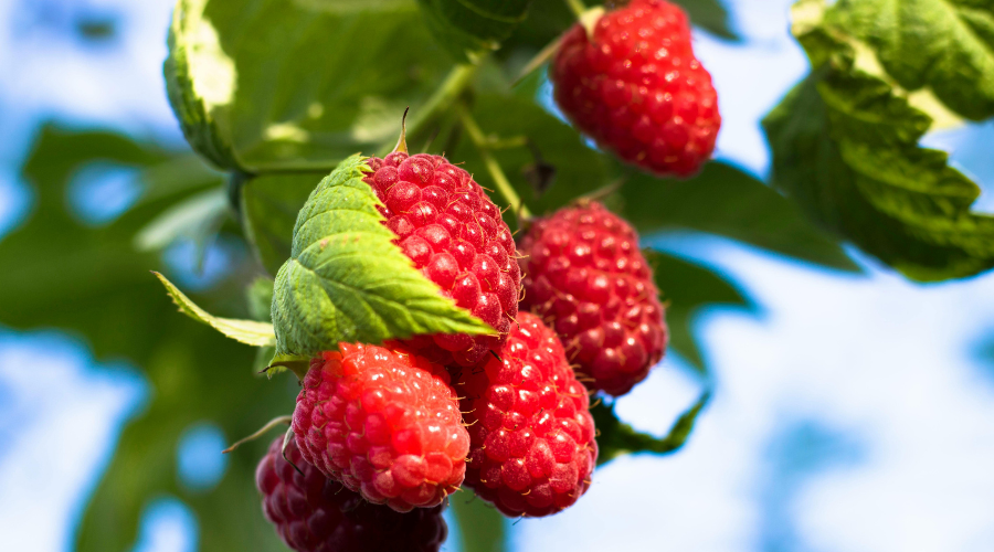 Hindbær kræver støtte men giver rigelig høst