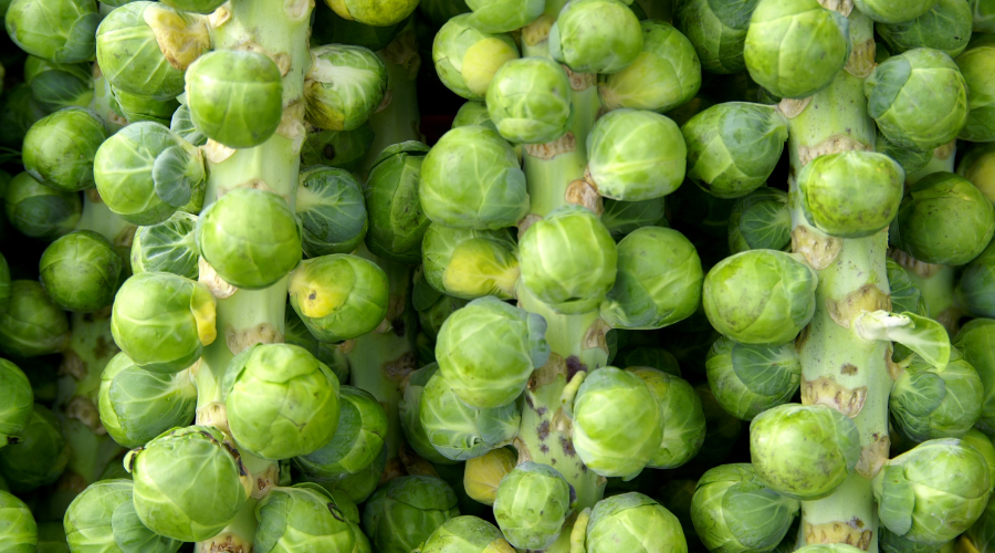 Rosenkål hele efteråret