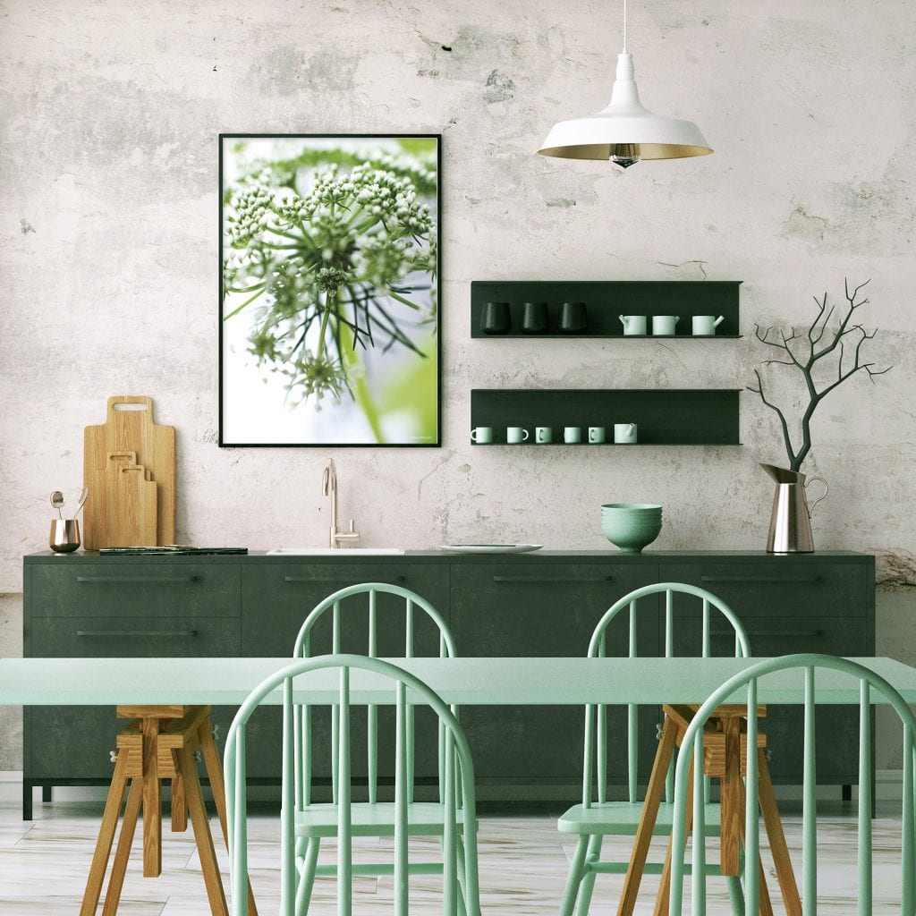 Dild botanisk plakat