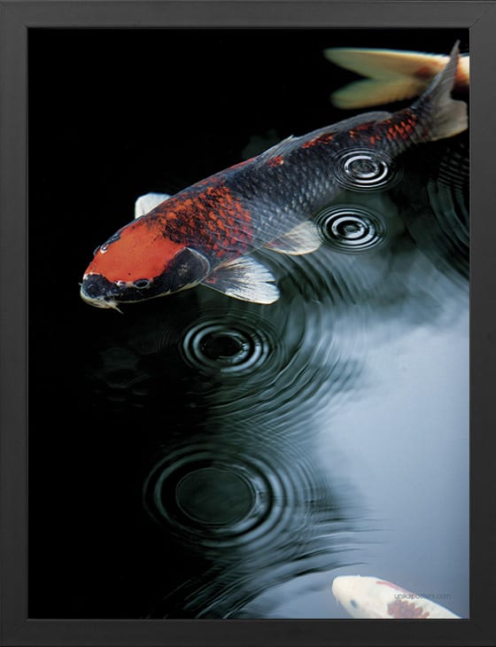 Natur fotokunst plakat af karpe fisk stilrent dansk design